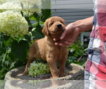 Puppy Harry Golden Retriever