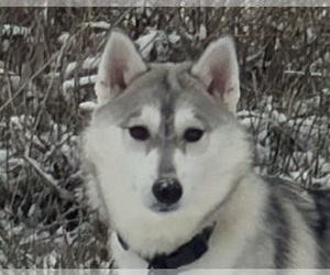 Siberian Husky Dogs for adoption in WARSAW, IN, USA