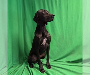 German Shorthaired Pointer Dogs for adoption in MOYIE SPRINGS, ID, USA