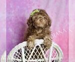 Puppy Dillie Poodle (Miniature)
