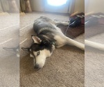 Small #1 Siberian Husky