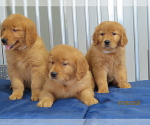 Golden Retriever Litter for sale in THORP, WI, USA