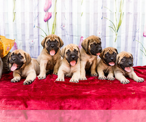 Mastiff Litter for sale in WAKARUSA, IN, USA