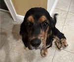 Small #4 Cocker Spaniel