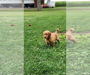 Golden Retriever Litter for sale in GREENWOOD, WI, USA