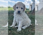 Image preview for Ad Listing. Nickname: Nala