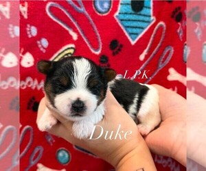 Yorkshire Terrier Puppy for sale in WINNSBORO, LA, USA