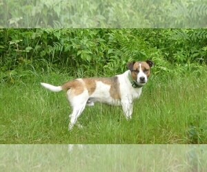 Jack Russell Terrier Puppy for sale in WOLCOTT, VT, USA