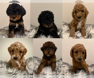 Poodle (Miniature) Litter for sale in WALDORF, MD, USA