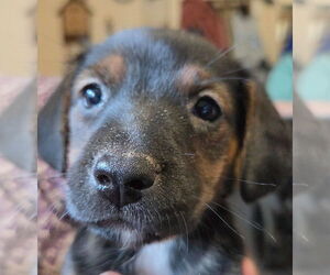 Mutt Dogs for adoption in St. Augustine, FL, USA