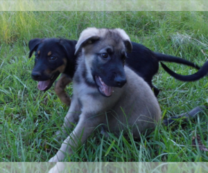 Shepweiller Dogs for adoption in MC INTYRE, GA, USA