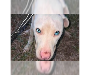American Pit Bull Terrier-Unknown Mix Dogs for adoption in New York, NY, USA