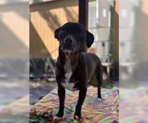 Mutt Dogs for adoption in Parlier, CA, USA