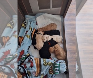 Goldendoodle Litter for sale in LOUISA, VA, USA