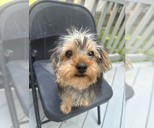 Yorkshire Terrier Puppy for sale in RICHMOND, VA, USA