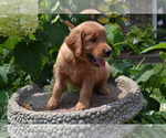 Puppy Harley Golden Retriever