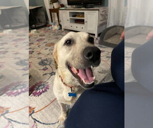 Labrador Retriever-Unknown Mix Dogs for adoption in Springdale, PA, USA