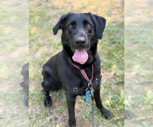 Shepradors Dogs for adoption in Bemidji, MN, USA