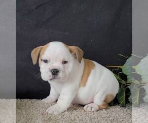 English Bulldog Dogs for adoption in AROMAS, CA, USA