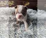 Puppy Dark blue band Boston Terrier