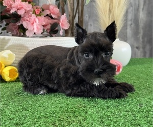 Schnauzer (Miniature) Puppy for sale in CANOGA, NY, USA