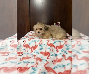 Mal-Shi Puppy for Sale in BENSON, North Carolina USA