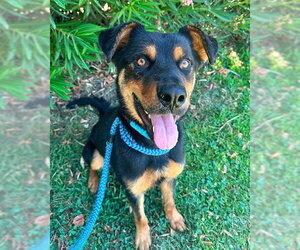 German Shepherd Dog-Unknown Mix Dogs for adoption in Sacramento, CA, USA