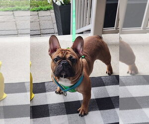 French Bulldog Dogs for adoption in Brights Grove, Ontario, Canada