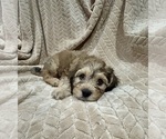 Puppy Buck Cockapoo (Miniature)