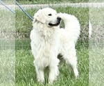 Small #2 Golden Retriever
