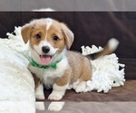 Puppy Oliver Pembroke Welsh Corgi