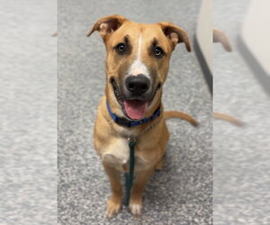 Mutt Dogs for adoption in Bemidji, MN, USA