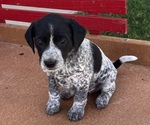 Puppy Bella Mutt-Unknown Mix