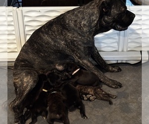 Cane Corso Puppy for Sale in REEVESVILLE, South Carolina USA