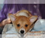 Puppy Toby Puppy 2 Pembroke Welsh Corgi