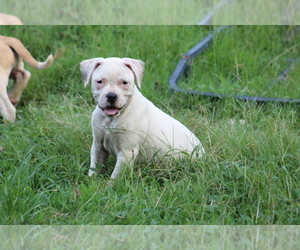 American Bulldog Puppy for sale in PARIS, TN, USA