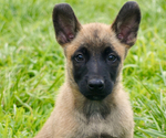 Puppy Puppy 1 Belgian Malinois