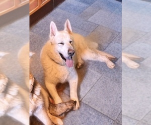 German Shepherd Dog Dogs for adoption in WOLVERINE, MI, USA