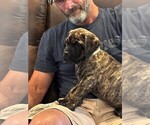 Puppy 1 Cane Corso