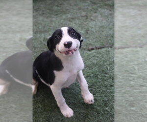 Labrador Retriever-Unknown Mix Dogs for adoption in garner, NC, USA