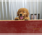 Puppy Abby Golden Retriever