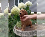 Puppy Howie Golden Retriever