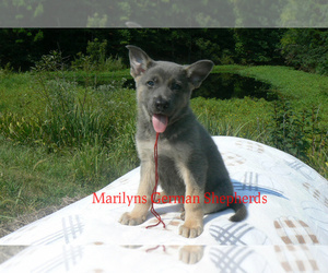 German Shepherd Dog Puppy for sale in PIEDMONT, MO, USA