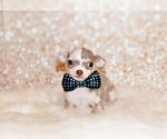 Puppy Dover Chihuahua
