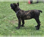 Puppy Puppy 1 Queen Cane Corso