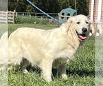Small #1 Golden Retriever