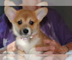 Puppy KiKi Pembroke Welsh Corgi