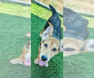 Labrador Retriever-Unknown Mix Dogs for adoption in garner, NC, USA