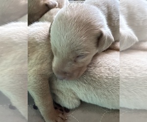 Labrador Retriever Puppy for sale in LEASBURG, MO, USA