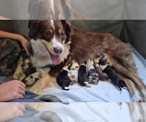 Border-Aussie Litter for sale in BLUE RIVER, WI, USA